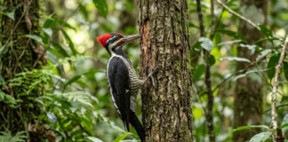 Osso hioide do pica-pau contorna o crânio e amortece impactos repetidos durante a batida no tronco Osso hioide do pica-pau contorna o crânio e amortece impactos repetidos durante a batida no tronco