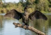 Biguá mantém penas pouco impermeáveis para mergulhar e seca as asas ao sol após a pesca Biguá mantém penas pouco impermeáveis para mergulhar e seca as asas ao sol após a pesca