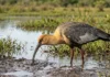 Curicaca enfia o bico curvo no solo mole e encontra presas pelo tato em campos úmidos Curicaca enfia o bico curvo no solo mole e encontra presas pelo tato em campos úmidos