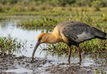 Curicaca enfia o bico curvo no solo mole e encontra presas pelo tato em campos úmidos Curicaca enfia o bico curvo no solo mole e encontra presas pelo tato em campos úmidos
