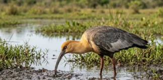 Curicaca enfia o bico curvo no solo mole e encontra presas pelo tato em campos úmidos Curicaca enfia o bico curvo no solo mole e encontra presas pelo tato em campos úmidos