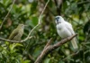 Araponga combina caixa torácica adaptada e canto metálico para alcançar a fêmea na floresta Araponga combina caixa torácica adaptada e canto metálico para alcançar a fêmea na floresta
