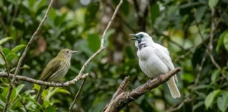 Araponga combina caixa torácica adaptada e canto metálico para alcançar a fêmea na floresta Araponga combina caixa torácica adaptada e canto metálico para alcançar a fêmea na floresta
