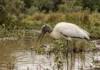 Cabeça-seca pesca de bico aberto e fecha ao tocar na água em fração de segundo Cabeça-seca pesca de bico aberto e fecha ao tocar na água em fração de segundo