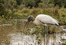 Cabeça-seca pesca de bico aberto e fecha ao tocar na água em fração de segundo Cabeça-seca pesca de bico aberto e fecha ao tocar na água em fração de segundo
