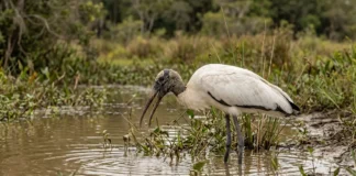 Cabeça-seca pesca de bico aberto e fecha ao tocar na água em fração de segundo Cabeça-seca pesca de bico aberto e fecha ao tocar na água em fração de segundo