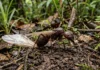 Tanajura voa uma única vez, descarta as asas e leva fungo para fundar o formigueiro Tanajura voa uma única vez, descarta as asas e leva fungo para fundar o formigueiro