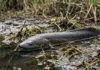 Aruá respira com pulmão e brânquias, usa sifão até a superfície e sobrevive à seca Aruá respira com pulmão e brânquias, usa sifão até a superfície e sobrevive à seca