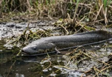 Aruá respira com pulmão e brânquias, usa sifão até a superfície e sobrevive à seca Aruá respira com pulmão e brânquias, usa sifão até a superfície e sobrevive à seca
