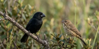 Bicudo aprende o canto com o pai durante a juventude e desenvolve dialetos regionais que ajudam a identificar sua origem Bicudo aprende o canto com o pai durante a juventude e desenvolve dialetos regionais que ajudam a identificar sua origem