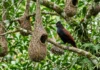 Japu pendura ninho perto de vespeiro e usa vespas para afastar macacos e aves predadoras Japu pendura ninho perto de vespeiro e usa vespas para afastar macacos e aves predadoras