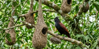 Japu pendura ninho perto de vespeiro e usa vespas para afastar macacos e aves predadoras Japu pendura ninho perto de vespeiro e usa vespas para afastar macacos e aves predadoras