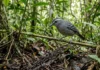 Choca segue formigas-de-correição para capturar presas que fogem e transforma a floresta em território móvel Choca segue formigas-de-correição para capturar presas que fogem e transforma a floresta em território móvel