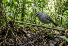 Choca segue formigas-de-correição para capturar presas que fogem e transforma a floresta em território móvel Choca segue formigas-de-correição para capturar presas que fogem e transforma a floresta em território móvel