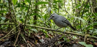 Choca segue formigas-de-correição para capturar presas que fogem e transforma a floresta em território móvel Choca segue formigas-de-correição para capturar presas que fogem e transforma a floresta em território móvel