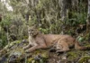 que moradores da Amazônia sabem sobre as onças pode ser essencial para proteger a floresta, aponta estudo Onça-parda salta cinco metros, mia e assobia porque seu aparelho vocal lembra o de gatos pequenos