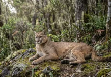 que moradores da Amazônia sabem sobre as onças pode ser essencial para proteger a floresta, aponta estudo Onça-parda salta cinco metros, mia e assobia porque seu aparelho vocal lembra o de gatos pequenos