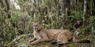 que moradores da Amazônia sabem sobre as onças pode ser essencial para proteger a floresta, aponta estudo Onça-parda salta cinco metros, mia e assobia porque seu aparelho vocal lembra o de gatos pequenos