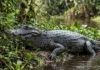 Jacaré-açu usa osteodermos vascularizados do dorso para trocar calor e controlar a temperatura na Amazônia Jacaré-açu usa osteodermos vascularizados do dorso para trocar calor e controlar a temperatura na Amazônia