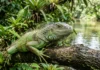 Iguana detecta sombras pelo terceiro olho e combina mergulho com fermentação de folhas para sobreviver Iguana detecta sombras pelo terceiro olho e combina mergulho com fermentação de folhas para sobreviver