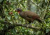 Jacu engole frutos inteiros e dispersa sementes intactas longe da árvore, ajudando a regenerar a floresta Jacu engole frutos inteiros e dispersa sementes intactas longe da árvore, ajudando a regenerar a floresta