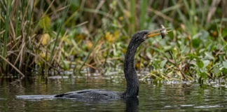 Carará nada com o corpo submerso e usa o pescoço como mola para perfurar peixes com o bico Carará nada com o corpo submerso e usa o pescoço como mola para perfurar peixes com o bico