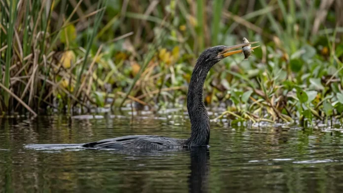 Carará nada com o corpo submerso e usa o pescoço como mola para perfurar peixes com o bico Carará nada com o corpo submerso e usa o pescoço como mola para perfurar peixes com o bico