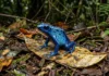 Rã-flecha sequestra alcaloides de formigas e ácaros para manter a toxicidade e sinalizar perigo na floresta Rã-flecha sequestra alcaloides de formigas e ácaros para manter a toxicidade e sinalizar perigo na floresta