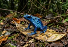 Rã-flecha sequestra alcaloides de formigas e ácaros para manter a toxicidade e sinalizar perigo na floresta Rã-flecha sequestra alcaloides de formigas e ácaros para manter a toxicidade e sinalizar perigo na floresta