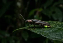 Vaga-lume produz luz fria pela reação entre luciferina e luciferase e usa piscadas como código entre espécies Vaga-lume produz luz fria pela reação entre luciferina e luciferase e usa piscadas como código entre espécies