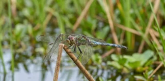Libélula calcula a trajetória da presa e intercepta o voo com asas controladas de forma independente Libélula calcula a trajetória da presa e intercepta o voo com asas controladas de forma independente