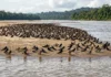 Andorinha-do-rio troca a posição na borda do bando para dormir em segurança sobre bancos de areia Andorinha-do-rio troca a posição na borda do bando para dormir em segurança sobre bancos de areia