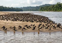 Andorinha-do-rio troca a posição na borda do bando para dormir em segurança sobre bancos de areia Andorinha-do-rio troca a posição na borda do bando para dormir em segurança sobre bancos de areia