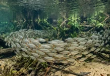 Como a piaba muda de direção em grupo usando a linha lateral e regras locais para confundir predadores Como a piaba muda de direção em grupo usando a linha lateral e regras locais para confundir predadores