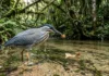 Garça utiliza pena ou folha como isca, atraindo peixes para o ataque em águas rasas Garça utiliza pena ou folha como isca, atraindo peixes para o ataque em águas rasas
