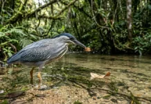 Garça utiliza pena ou folha como isca, atraindo peixes para o ataque em águas rasas Garça utiliza pena ou folha como isca, atraindo peixes para o ataque em águas rasas