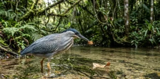 Garça utiliza pena ou folha como isca, atraindo peixes para o ataque em águas rasas Garça utiliza pena ou folha como isca, atraindo peixes para o ataque em águas rasas