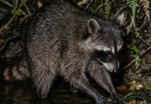 Mão-pelada usa patas dianteiras sensíveis para remexer alimento na água durante a busca noturna Mão-pelada usa patas dianteiras sensíveis para remexer alimento na água durante a busca noturna