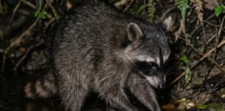 Mão-pelada usa patas dianteiras sensíveis para remexer alimento na água durante a busca noturna Mão-pelada usa patas dianteiras sensíveis para remexer alimento na água durante a busca noturna