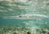 Peixe-agulha usa mandíbula em tesoura para capturar peixes pequenos junto à superfície em cardumes costeiros Peixe-agulha usa mandíbula em tesoura para capturar peixes pequenos junto à superfície em cardumes costeiros