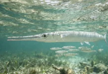 Peixe-agulha usa mandíbula em tesoura para capturar peixes pequenos junto à superfície em cardumes costeiros Peixe-agulha usa mandíbula em tesoura para capturar peixes pequenos junto à superfície em cardumes costeiros