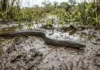 Múçum respira pela boca e atravessa a terra úmida para trocar de poça quando a água seca Múçum respira pela boca e atravessa a terra úmida para trocar de poça quando a água seca