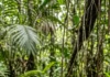 Aperema vive longe da água e usa casco achatado para atravessar o folhiço da mata úmida Aperema vive longe da água e usa casco achatado para atravessar o folhiço da mata úmida