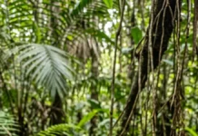 Aperema vive longe da água e usa casco achatado para atravessar o folhiço da mata úmida Aperema vive longe da água e usa casco achatado para atravessar o folhiço da mata úmida