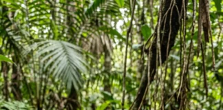 Aperema vive longe da água e usa casco achatado para atravessar o folhiço da mata úmida Aperema vive longe da água e usa casco achatado para atravessar o folhiço da mata úmida