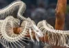 Fóssil descoberto em São Paulo revela pistas sobre origem das serpentes Fóssil descoberto em São Paulo revela pistas sobre origem das serpentes