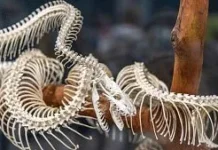 Fóssil descoberto em São Paulo revela pistas sobre origem das serpentes Fóssil descoberto em São Paulo revela pistas sobre origem das serpentes