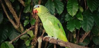 Papagaio legalizado: documentos evitam crime ambiental Papagaio legalizado: documentos evitam crime ambiental