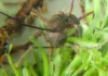 Fungo zumbi é achado em musgos da Amazônia e intriga ciência Fungo zumbi é achado em musgos da Amazônia e intriga ciência