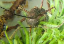 Fungo zumbi é achado em musgos da Amazônia e intriga ciência Fungo zumbi é achado em musgos da Amazônia e intriga ciência